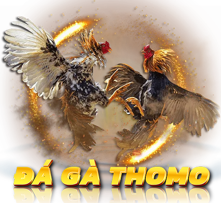 Đá Gà Thomo VIP